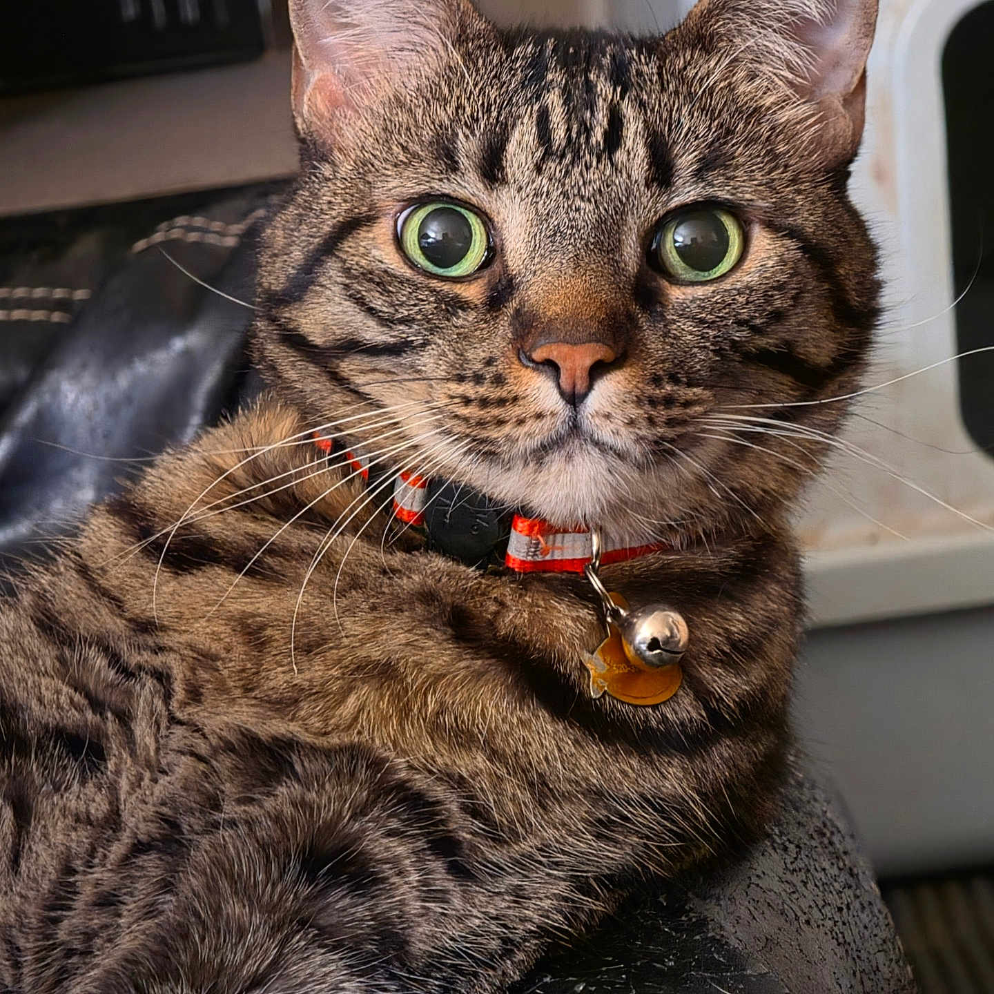 Kitty