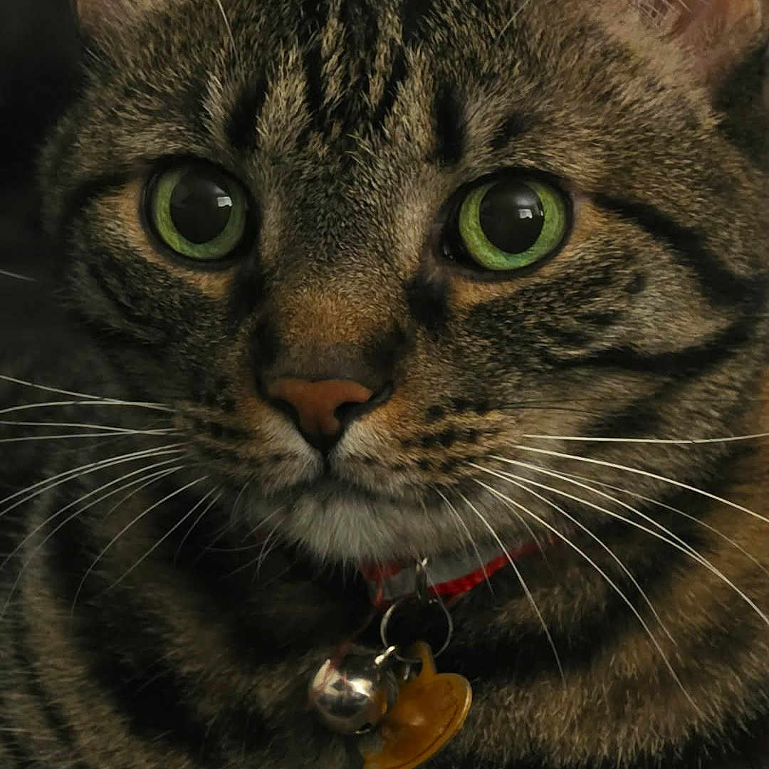 Kitty