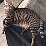 alert, cat, collar, couch, domestic_animal, feline, fur, green_eyes, home, indoor, leather, lounging, paw, pet, relaxed, striped, tabby, tail, tile_floor, whiskers