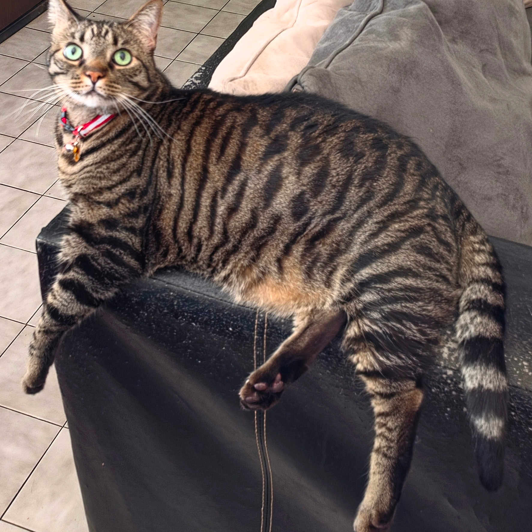 Kitty