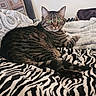 cat, tabby, green_eyes, pet, animal, feline, bed, blanket, zebra_pattern, striped, cozy, indoor, resting, fur, whiskers, ears, tail, comfort, domestic, relaxed