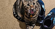 Kitty joined the competition — help win amazing prizes! animal, athletic_shoes, carpet, cat, crossed_paws, cute, domestic_animal, feline, floor, footwear, indoor, mouth_open, name_tag, paws, pet, pet_accessory, shoes, striped_fur, surprised_expression, tabby_cat