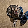 cat, tabby_cat, pet, animal, carpet, shoes, athletic_shoes, indoor, floor, paws, mouth_open, feline, striped_fur, crossed_paws, name_tag, domestic_animal, cute, surprised_expression, pet_accessory, footwear