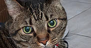 Kitty joined the competition — help win amazing prizes! cat, tabby, green_eyes, pet, collar, bell, whiskers, indoor, floor, carpet, close_up, feline, cute, animal, fur, portrait, looking, resting, ears, domestic