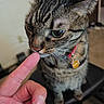 Kitty is registered to the contest to win money with this photo: animal, cat, close_up, collar, curious, cute, domestic, ears, eyes, feline, finger, fur, indoor, interaction, mammal, pet, sniffing, tabby, tag, whiskers