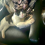 Sterling is registered to the contest to win money with this photo: cat, chair, black_leather, pillow, cat_face_pillow, pet, indoor, relaxed, stretching, feline, green_eyes, white_and_gray_cat, cozy, home, sunlight, cushion, fur, whiskers, paw, domestic_animal
