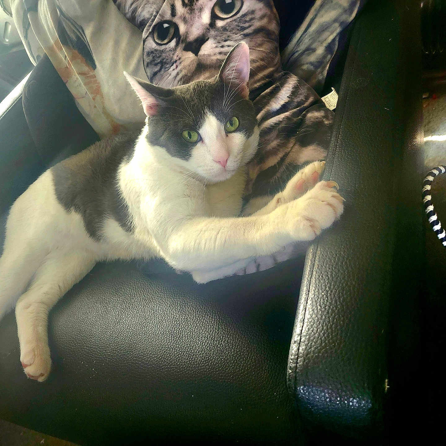 Sterling is registered to the contest to win money with this photo: cat, chair, black_leather, pillow, cat_face_pillow, pet, indoor, relaxed, stretching, feline, green_eyes, white_and_gray_cat, cozy, home, sunlight, cushion, fur, whiskers, paw, domestic_animal