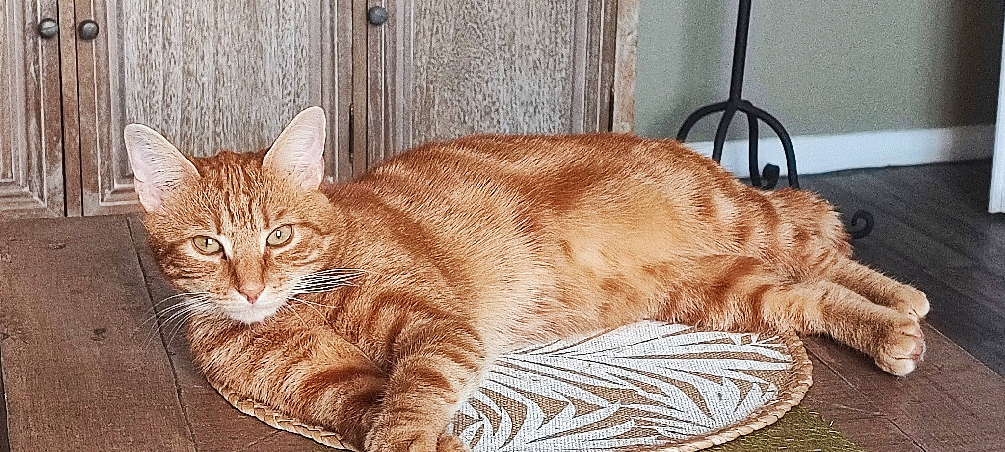 Mécano a rejoint le concours — aidez-le/la à gagner de superbes lots ! art, carnivore, cat, claw, comfort, domestic_short_haired_cat, drawing, fawn, felidae, fur, paw, pet_supply, rectangle, sitting, small_to_medium_sized_cats, snout, tail, terrestrial_animal, whiskers, wildlife