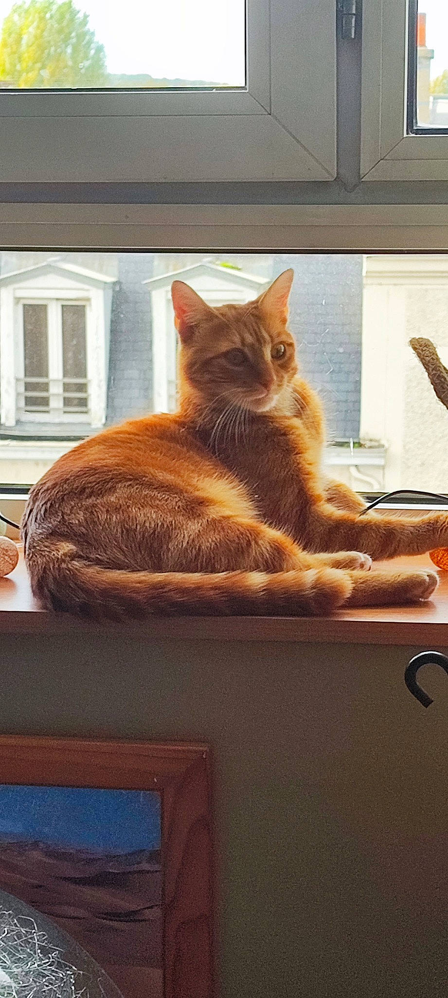 Mécano a rejoint le concours — aidez-le/la à gagner de superbes lots ! art, brown, carnivore, cat, comfort, domestic_short_haired_cat, fawn, felidae, fur, hardwood, orange, paw, room, sitting, small_to_medium_sized_cats, snout, tail, whiskers, window, wood