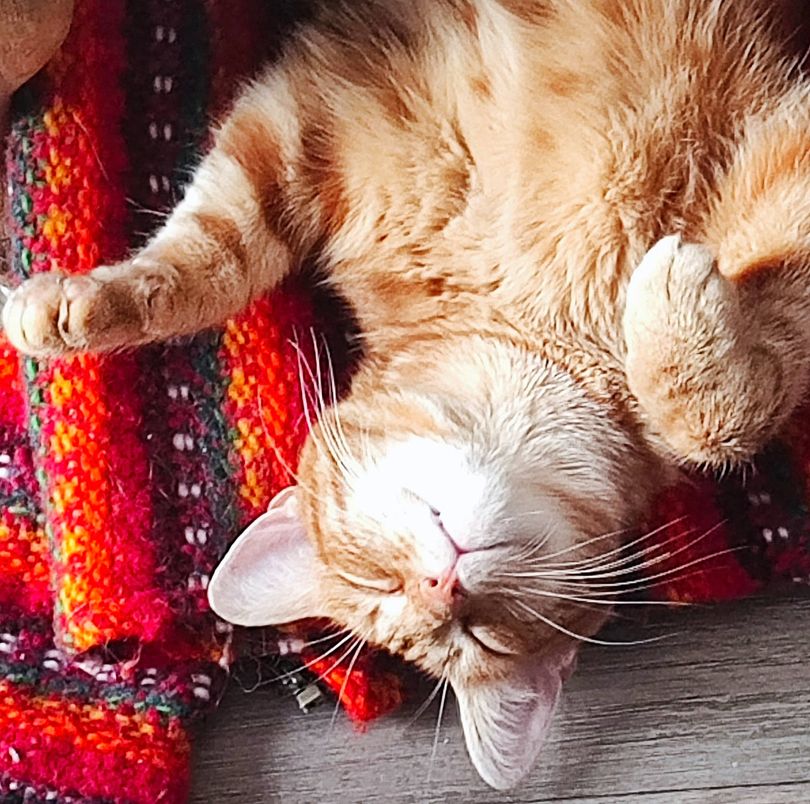 Mécano participe au concours pour gagner de l'argent avec cette photo : carnivore, cat, claw, comfort, domestic_short_haired_cat, ear, event, felidae, foot, fur, holiday, leg, nap, paw, small_to_medium_sized_cats, snout, tail, whiskers, window, yawn