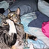 animal, bed, blanket, cat, closeup, clothing, cute, domestic, feline, fur, indoor, paw, pet, pillow, pink_paw_pads, playful, resting, striped, tabby_cat, whiskers