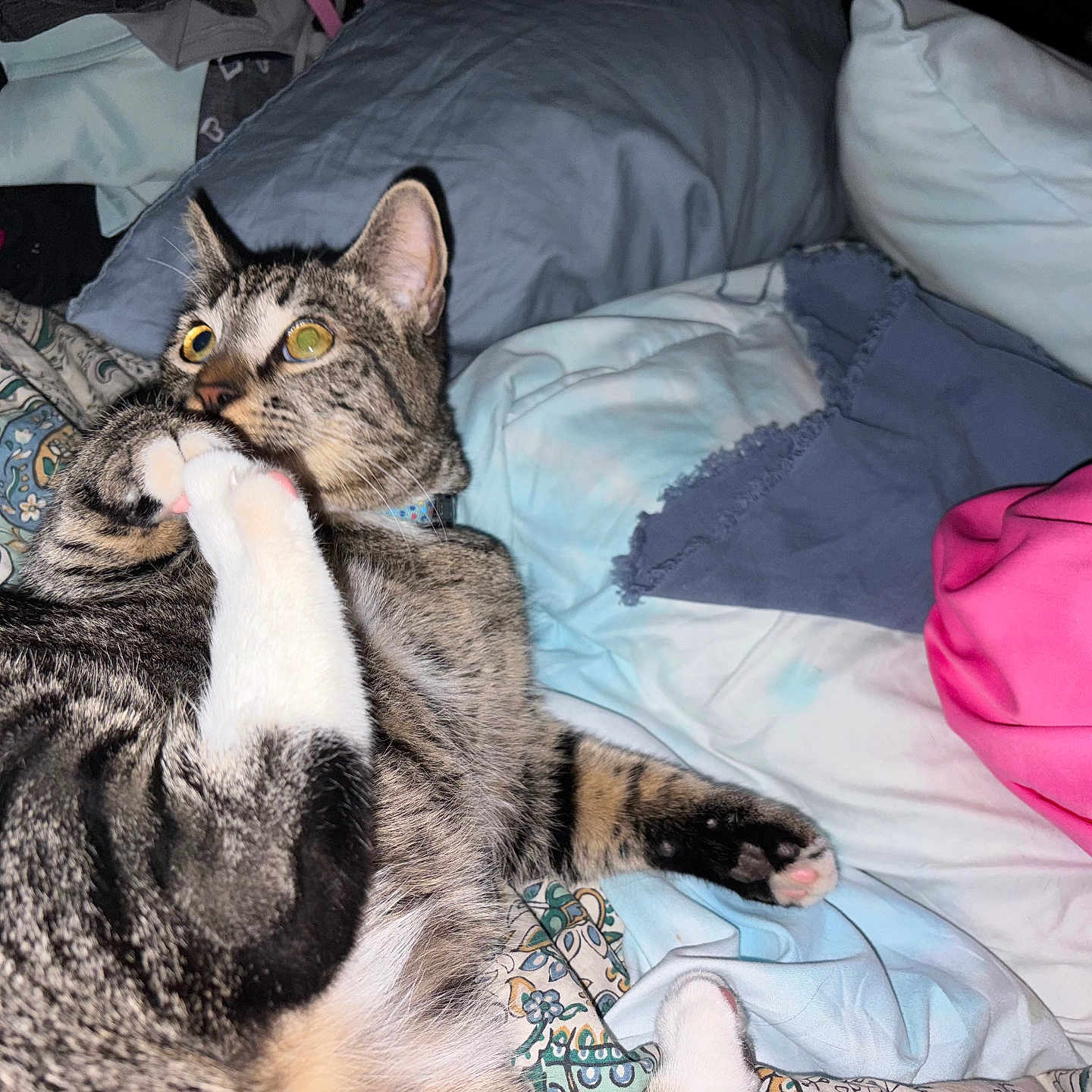Freddy joined the competition — help win amazing prizes! animal, bed, blanket, cat, closeup, clothing, cute, domestic, feline, fur, indoor, paw, pet, pillow, pink_paw_pads, playful, resting, striped, tabby_cat, whiskers