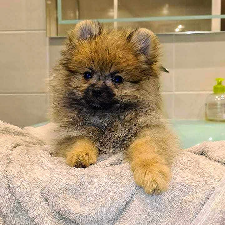 Sully a rejoint le concours — aidez-le/la à gagner de superbes lots ! affenpinscher, animal, bathtowel, blanket, canine, chow, cockerspaniel, dog, indoors, interiordesign, papillon, pet, poodle, puppy, snout, terrier, towel