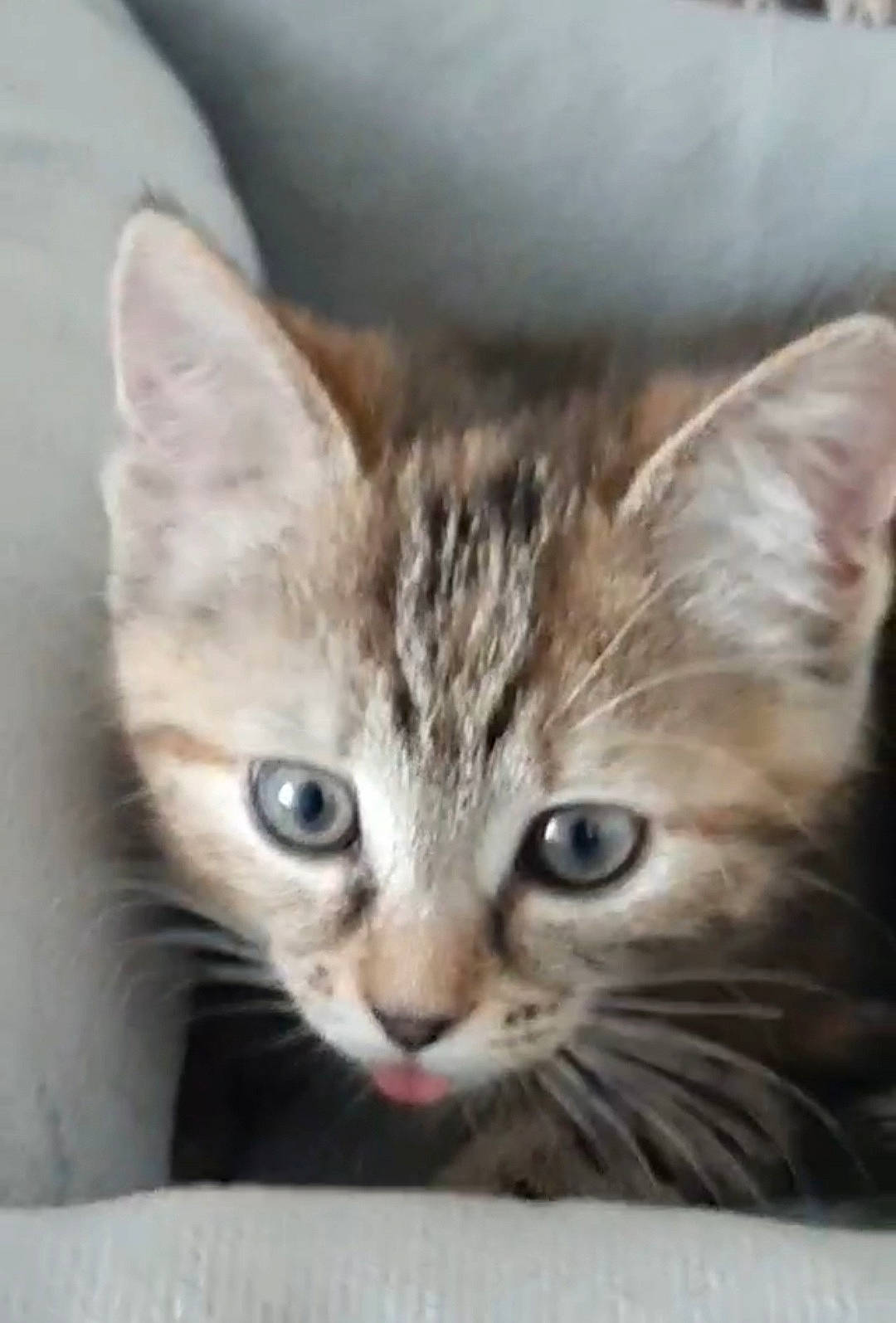 Talia joined the competition — help win amazing prizes! carnivore, cat, cat_supply, comfort, domestic_short_haired_cat, door, ear, felidae, fur, paw, small_to_medium_sized_cats, snout, whiskers, wildlife, window