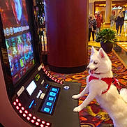 Bree joined the competition — help win amazing prizes! dog, slot_machine, casino, red_harness, white_dog, carpet, people, plant, pillar, indoor, gambling, machine, technology, animal, pet, playing, colorful, lighting, standing, tongue_out