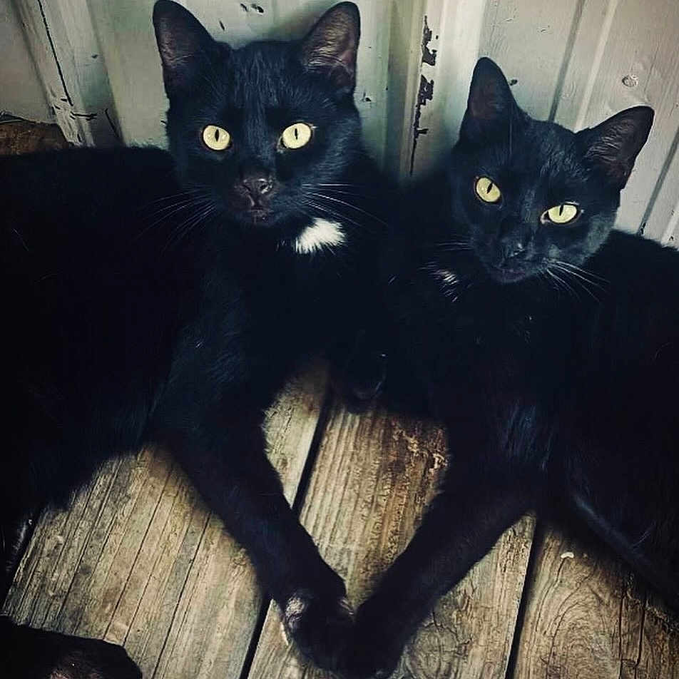 Pickle N Monkey Butt