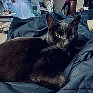Pickle N Monkey Butt joined the competition — help win amazing prizes! black_cat, cat, pet, animal, indoor, blanket, blue_blanket, fur, whiskers, aquarium, fish_tank, clutter, household_items, relaxing, lying_down, furniture, room, domestic, cozy, curious