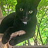 black_cat, cat, pet, animal, feline, cat_tree, indoor_outdoor, green_background, mesh_enclosure, relaxed, looking_at_camera, whiskers, ears, paws, fur, sunlight, daylight, nature, curious, resting