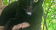 Pickle N Monkey Butt is registered to the contest to win money with this photo: black_cat, cat, pet, animal, feline, indoor, cat_tree, resting, green_background, mesh_screen, whiskers, close_up, cute, domestic_cat, relaxed, looking, portrait, nature, tree, sunlight