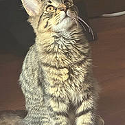 Kitty is registered to the contest to win money with this photo: cat, kitten, tabby, fluffy, longhaired, gray_fur, striped_fur, golden_eyes, whiskers, ear_tufts, sitting, indoors, portrait, pet, animal, wooden_background, warm_lighting, closeup, adorable, alert
