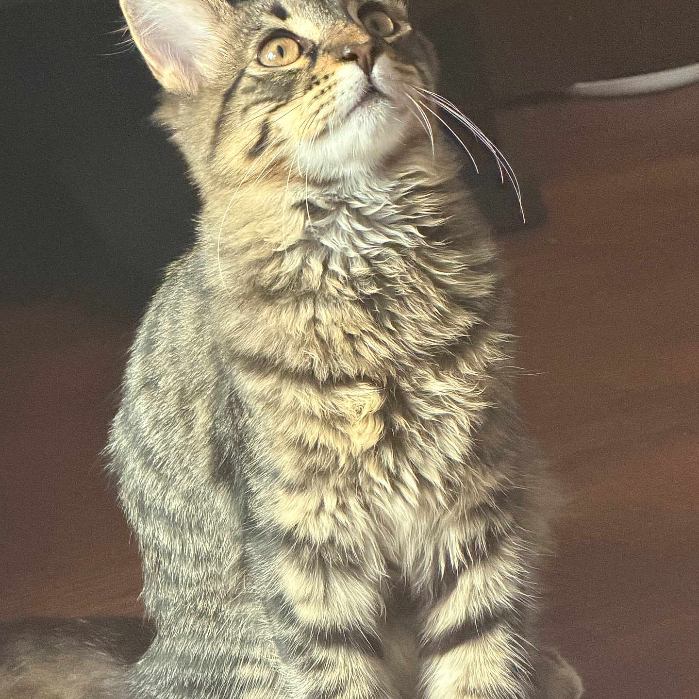 Kitty