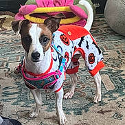 Emi joined the competition — help win amazing prizes! dog, small_dog, puppy, pet, animal, indoor, carpet, clothing, halloween, costume, jack_o_lantern, orange, white, brown, ears, tail, toy, plush, floor, cute