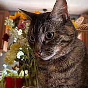 Lily is registered to the contest to win money with this photo: cat, tabby_cat, close_up, indoor, pet, animal, feline, whiskers, ears, fur, eyes, basket, flowers, background_blur, domestic, curious, portrait, soft_light, cozy, homedecor