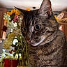 cat, tabby_cat, close_up, indoor, pet, animal, feline, whiskers, ears, fur, eyes, basket, flowers, background_blur, domestic, curious, portrait, soft_light, cozy, homedecor