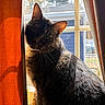 Lily is registered to the contest to win money with this photo: cat, tabby_cat, window, curtains, orange_curtains, sunlight, indoor, pet, feline, shadow, fur, whiskers, ears, face, looking, domestic_animal, house, daylight, animal, sitting