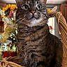 Lily is registered to the contest to win money with this photo: cat, tabby_cat, basket, indoor, flowers, curious, wide_eyes, feline, pet, whiskers, ears, close_up, portrait, cozy, wooden, home, domestic_cat, animal, sitting, cute
