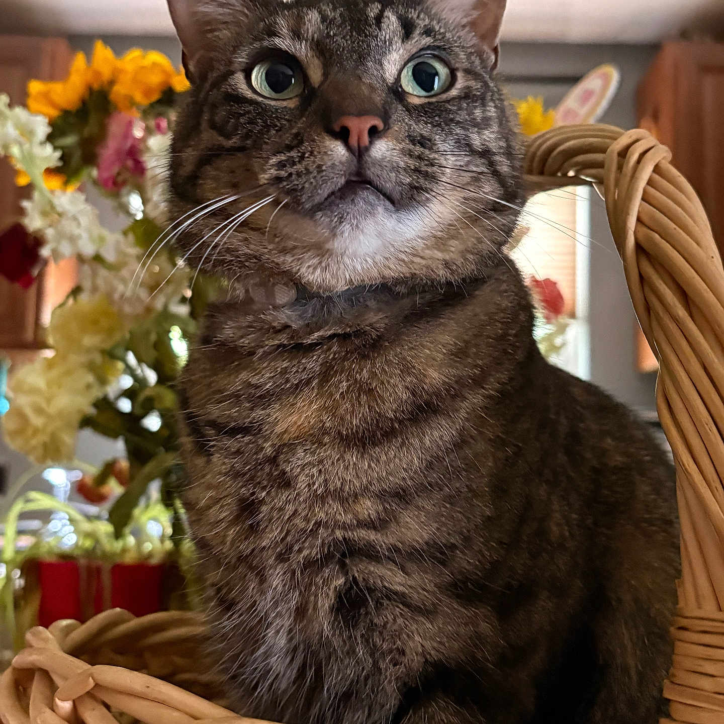 Lily is registered to the contest to win money with this photo: cat, tabby_cat, basket, indoor, flowers, curious, wide_eyes, feline, pet, whiskers, ears, close_up, portrait, cozy, wooden, home, domestic_cat, animal, sitting, cute
