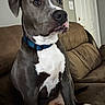 dog, canine, pet, sitting, blue_collar, brown_couch, indoor, domestic_animal, portrait, side_view, white_chest, gray_fur, ears, snout, alert, house_interior, door, wall, furniture, animal
