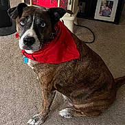 Zoe joined the competition — help win amazing prizes! animal, bandana, brindle, carpet, cozy, cute, dog, domestic, expression, eyes, floor, fur, heater, indoor, living_room, pet, photoframe, portrait, red_bandana, sitting