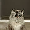 Luna joined the competition — help win amazing prizes! cat, long_hair, fluffy, furry, gray, white, pet, animal, portrait, sitting, indoors, carpet, floor, wall, tail, whiskers, ears, eyes, front_facing, adorable