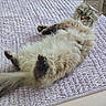 Luna is registered to the contest to win money with this photo: cat, fluffy, long_hair, furry, kitten, lying_down, belly_up, paws, tail, blue_eyes, gray_fur, cream_fur, brown_fur, striped, quilt, rug, indoors, relaxed, cute, playful
