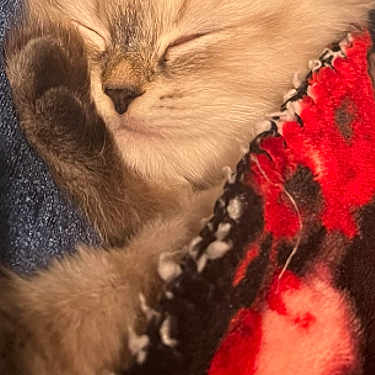 Luna joined the competition — help win amazing prizes! cat, kitten, ginger_cat, fluffy, sleeping, napping, fur, whiskers, ears, closed_eyes, pet, blanket, red_blanket, black_blanket, cozy, indoors, close_up, portrait, cute, relaxed