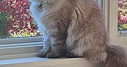 Luna is registered to the contest to win money with this photo: cat, fluffy, long_haired, gray, sitting, windowsill, window, indoors, outdoors, blossoms, pink_flowers, garden, tail, fur, whiskers, eyes, portrait, natural_light, wooden_furniture, home