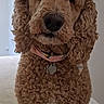 dog, brown_dog, curly_fur, fluffy, portrait, indoor, collar, dog_tag, sitting, front_facing, long_ears, black_nose, pet, companion_animal, canine, close_up, home, wall, floor, photography