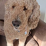 Roxy joined the competition — help win amazing prizes! dog, curly_coat, poodle_mix, pet, animal, sitting, chair, cushion, indoor, sunlight, portrait, fluffy, brown_coat, black_nose, blue_collar, home, furniture, relaxed, cute, photography