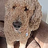 dog, curly_coat, poodle_mix, pet, animal, sitting, chair, cushion, indoor, sunlight, portrait, fluffy, brown_coat, black_nose, blue_collar, home, furniture, relaxed, cute, photography