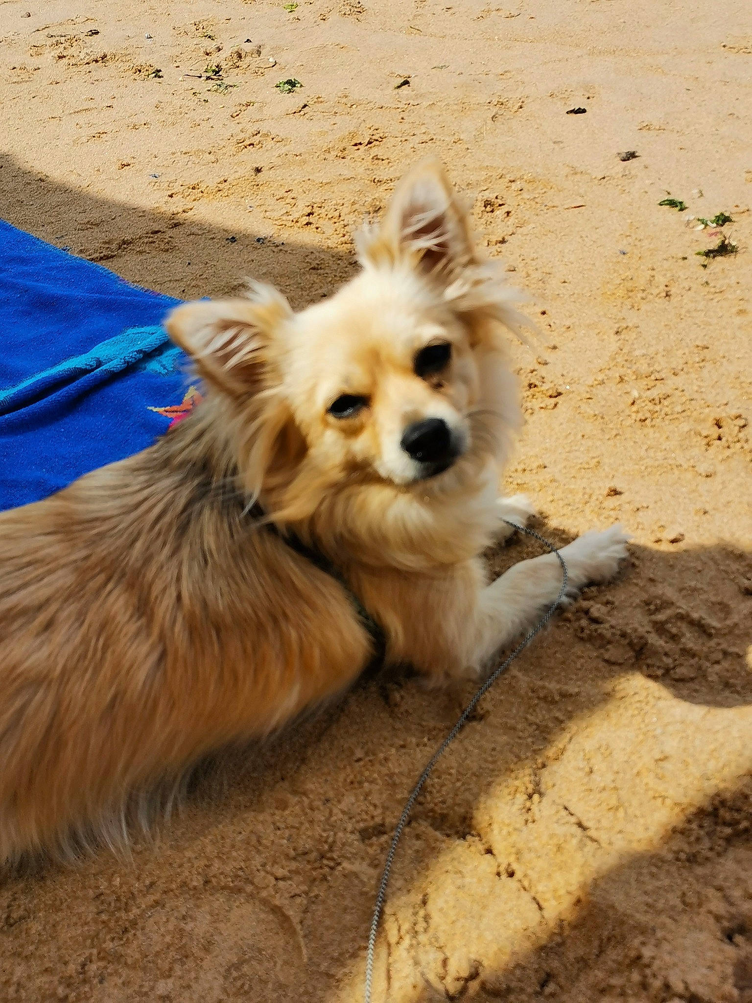 Mora participe au concours pour gagner de l'argent avec cette photo : canidae, carnivore, companion_dog, dog, dog_breed, fawn, german_spitz, mammal, norwich_terrier, pomeranian, puppy, spitz, sporting_group, terrier, toy_dog, vertebrate