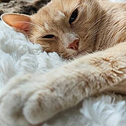 Simba a rejoint le concours — aidez-le/la à gagner de superbes lots ! cat, ginger_cat, sleepy, close_up, fluffy_blanket, paw, relaxed, indoor, pet, feline, whiskers, nap, soft_texture, cute, animal, cozy, fur, resting, domestic_cat, comfort