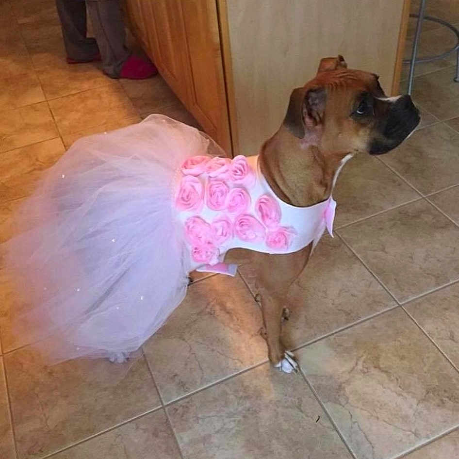 Harley Quinn is registered to the contest to win money with this photo: canidae, carnivore, collar, companion_dog, dog, dog_breed, dog_clothes, dog_collar, dog_supply, fawn, floor, flooring, laminate_flooring, liver, pet_supply, snout, sporting_group, tile, wood_flooring, working_animal