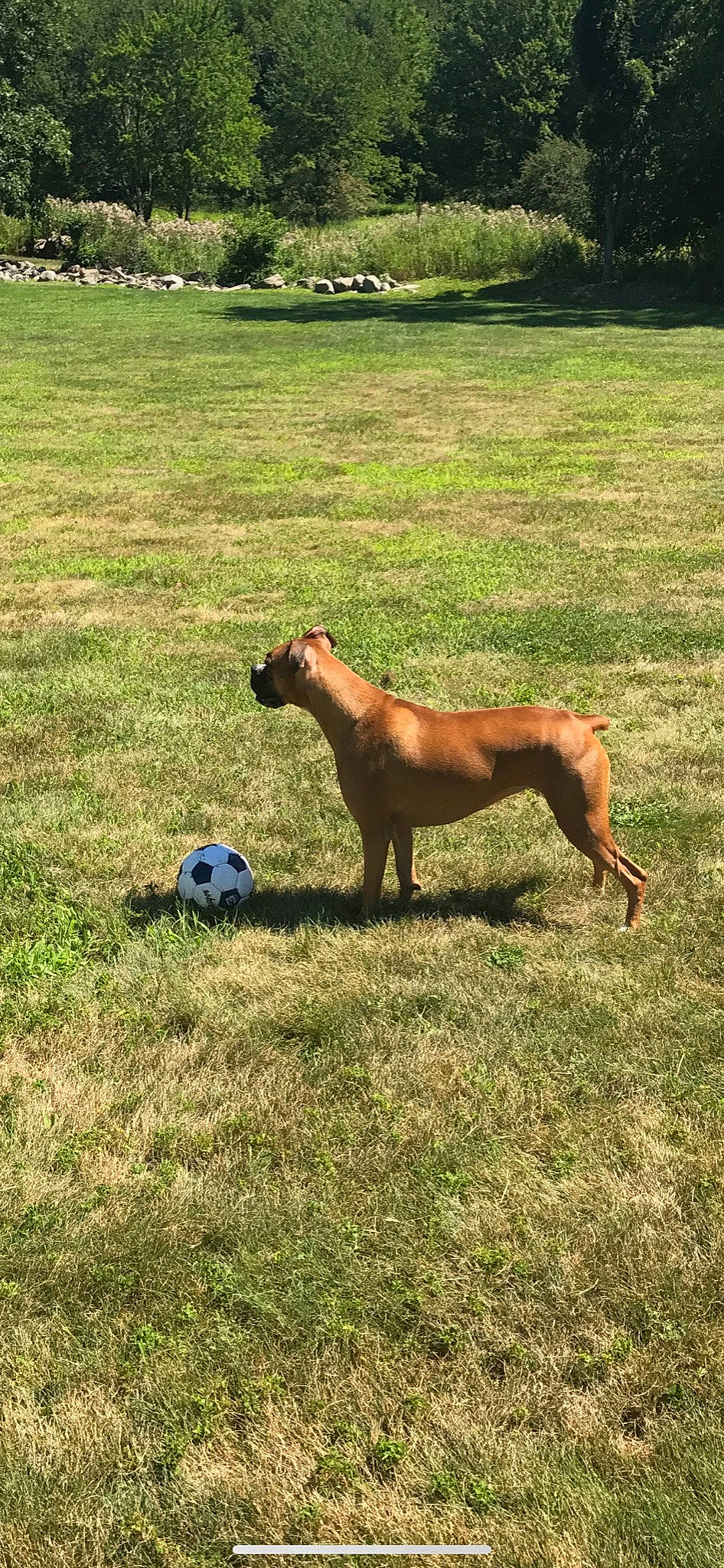 Harley Quinn joined the competition — help win amazing prizes! ball, companion_dog, dog, dog_breed, fawn, field, football, grass, grass_family, grassland, lawn, meadow, pasture, plain, prairie, snout, soccer_ball, tail, terrestrial_animal, working_animal