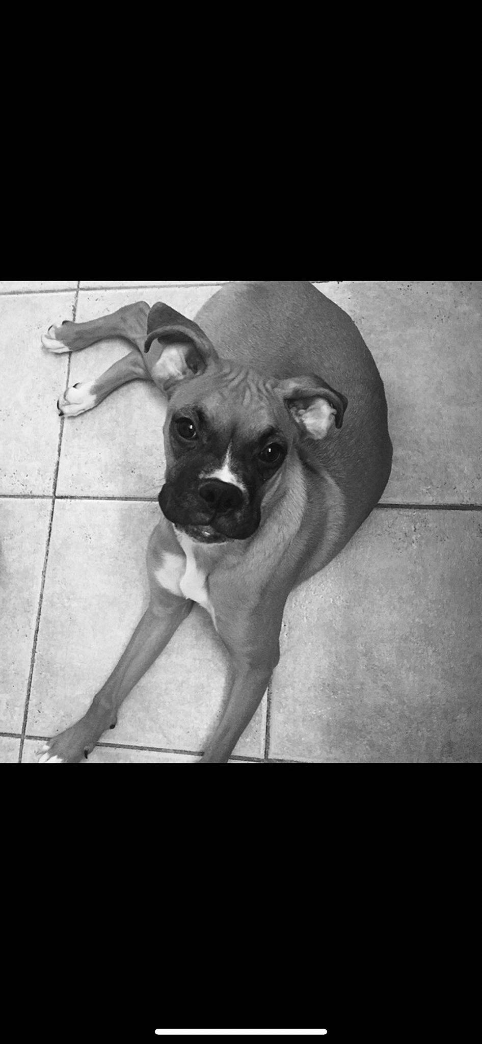 Harley Quinn joined the competition — help win amazing prizes! black, black_and_white, canidae, carnivore, companion_dog, dog, dog_breed, fawn, foot, monochrome, monochrome_photography, paw, snout, sporting_group, tail, tile, whiskers, working_animal, working_dog