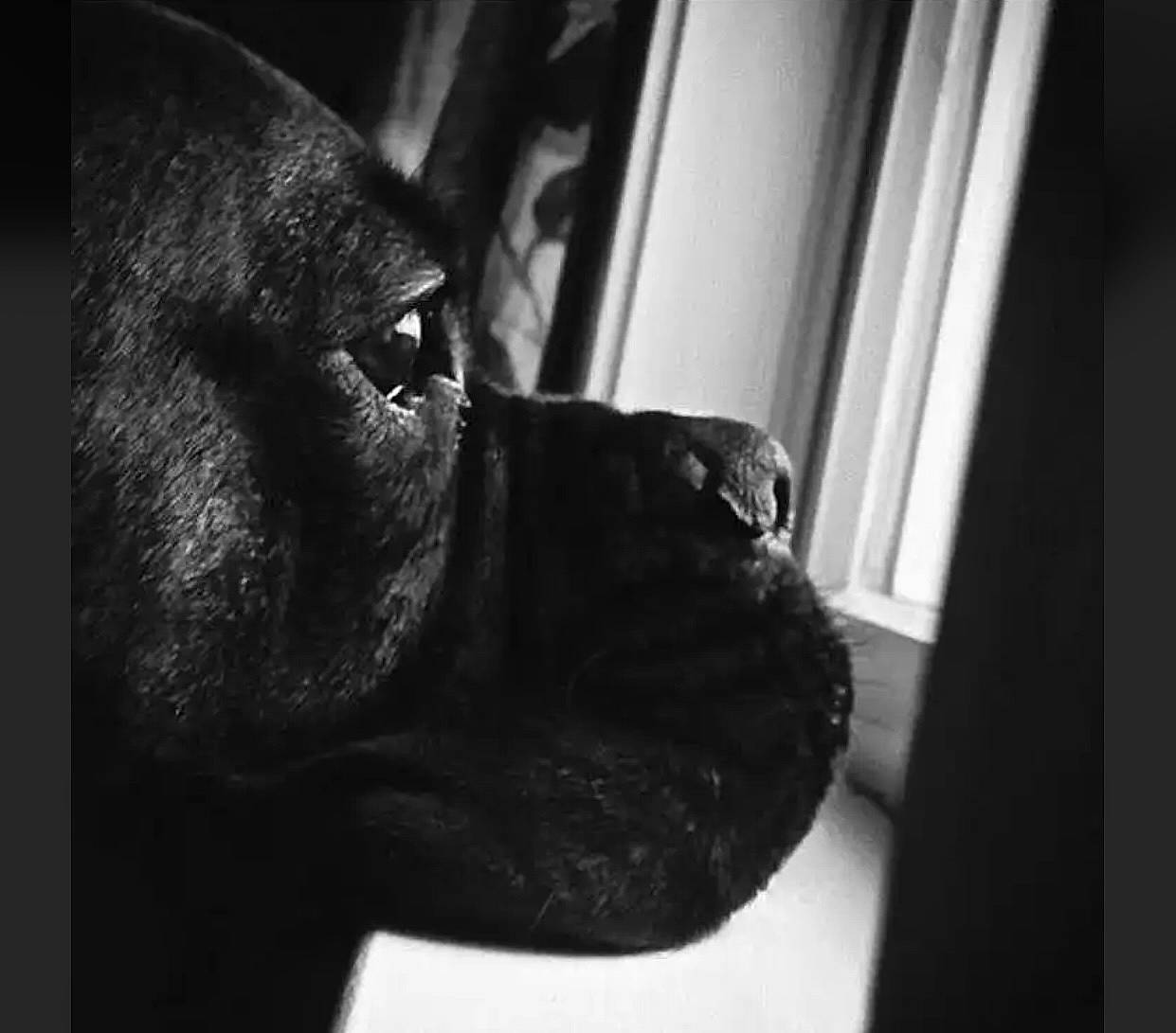Axl is registered to the contest to win money with this photo: black, black_and_white, canidae, close_up, companion_dog, dog, dog_breed, monochrome, monochrome_photography, pug, snout, sporting_group, whiskers, working_animal, working_dog, wrinkle