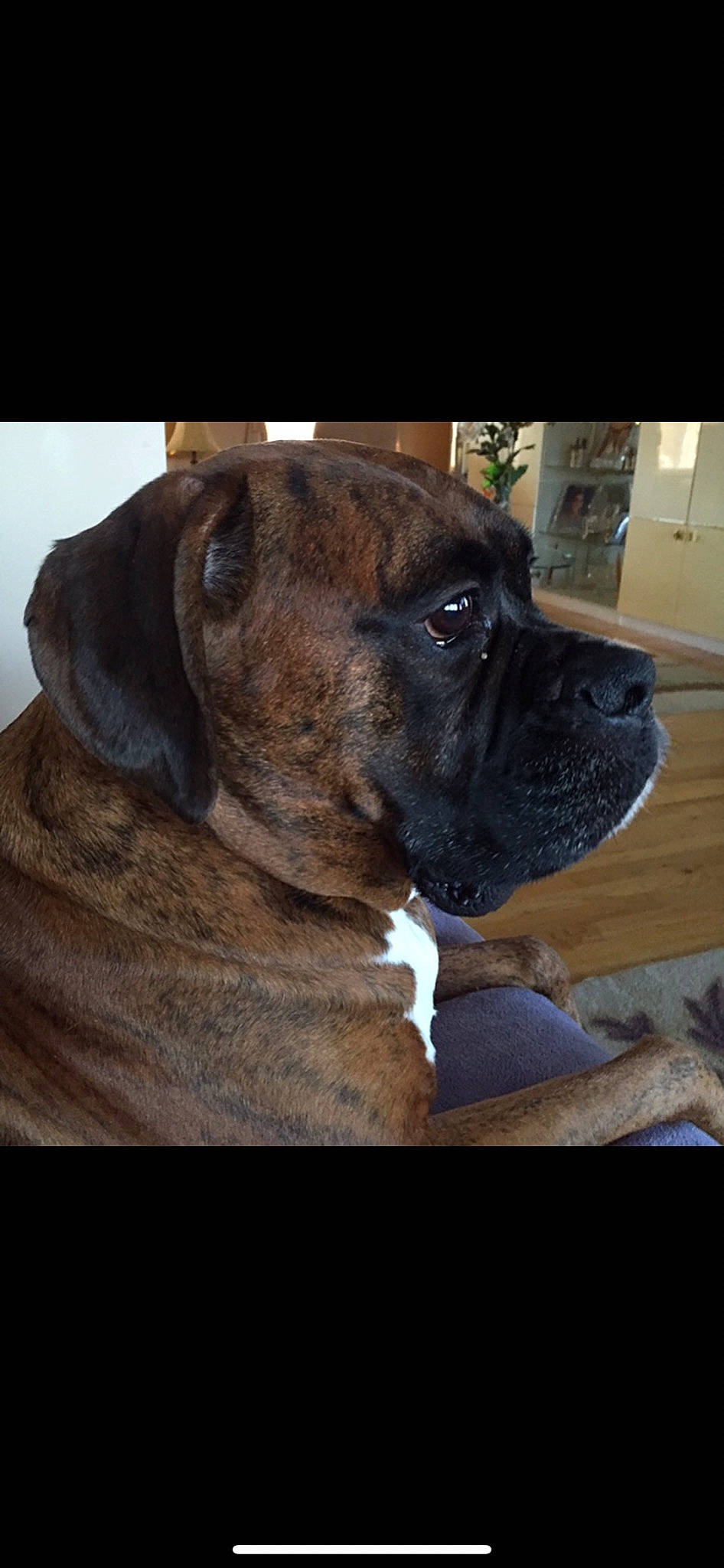 Axl joined the competition — help win amazing prizes! boxer, canidae, carnivore, companion_dog, dog, dog_breed, fawn, old_english_bulldog, skin, snout, whiskers, working_animal, working_dog, wrinkle