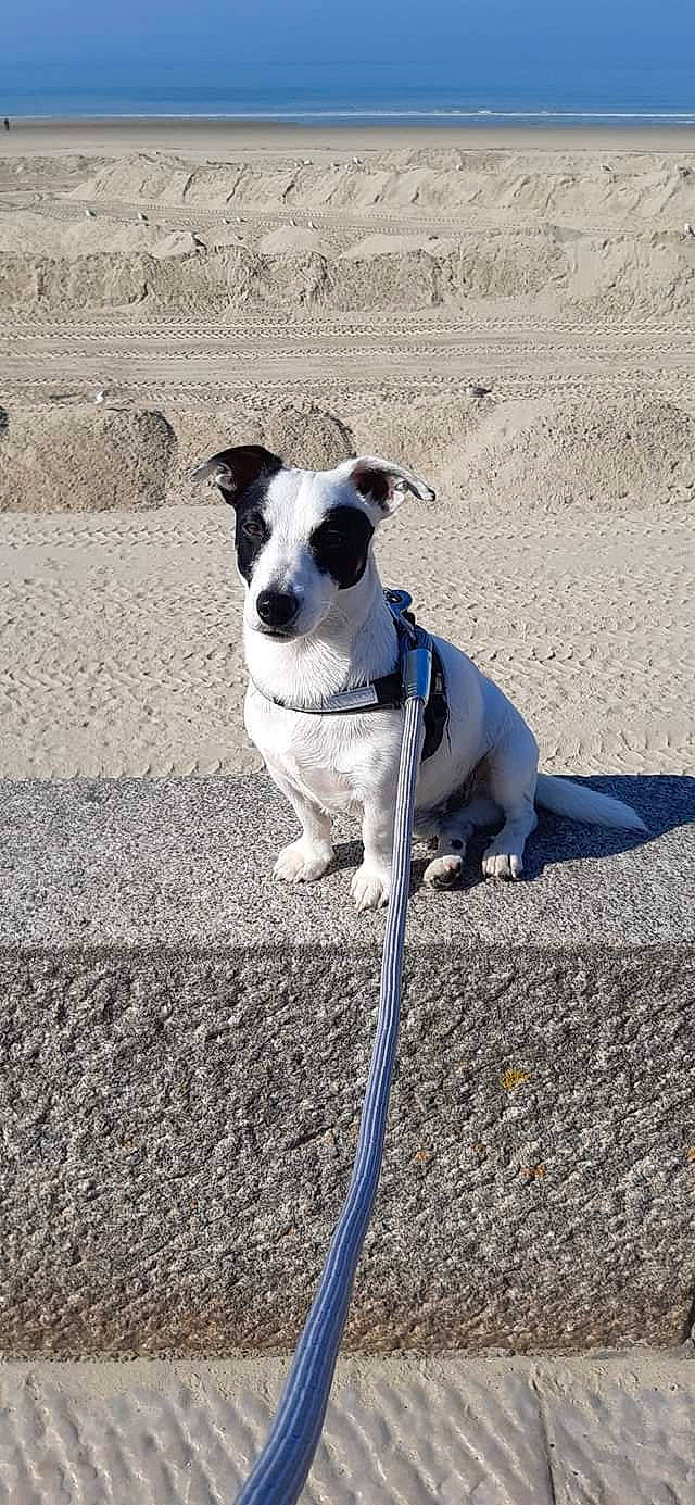 Jack a rejoint le concours — aidez-le/la à gagner de superbes lots ! adventure, canidae, carnivore, collar, companion_dog, dog, dog_breed, dog_collar, dog_supply, eyewear, fashion_accessory, fawn, leash, pet_supply, road_surface, snout, sporting_group, tail, terrier, working_animal