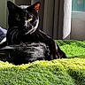 Little Man joined the competition — help win amazing prizes! black_cat, cat, pet, animal, indoor, sunlight, window, curtain, blanket, green, fur, yellow_eyes, relaxing, cozy, home, domestic_cat, resting, mammal, cute, feline
