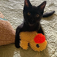 Little Man is registered to the contest to win money with this photo: black_cat, kitten, toy, plush_toy, bedspread, textured_bedspread, indoor, pet, animal, cute, small_cat, yellow_toy, orange_toy, sitting, looking_at_camera, feline, domestic_cat, home, cozy, playful